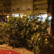 12.06.2014 - Caduta albero Mestrino